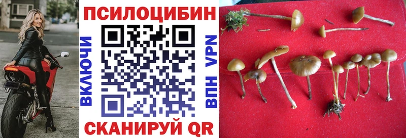 Галлюциногенные грибы Psilocybine cubensis дарнет шоп Кохма